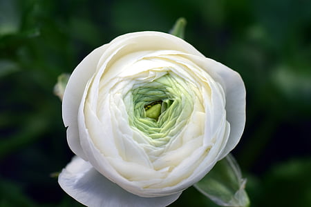 white petaled flower closeup photography thumbnail