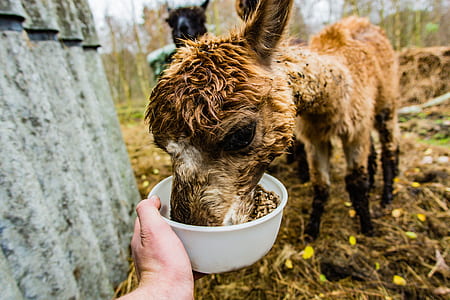 Brown Alpaca thumbnail
