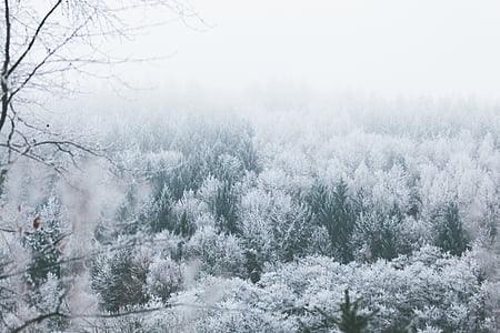 trees covered in snow during daytime thumbnail