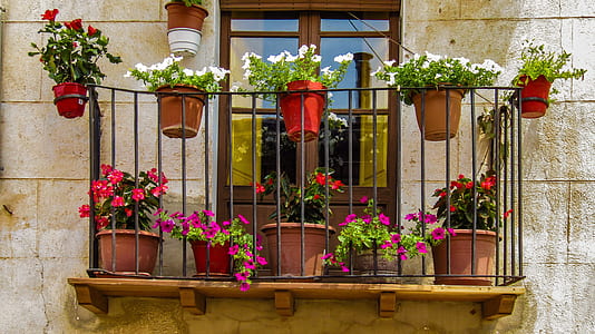 red, white, and pink petaled flowers on window thumbnail