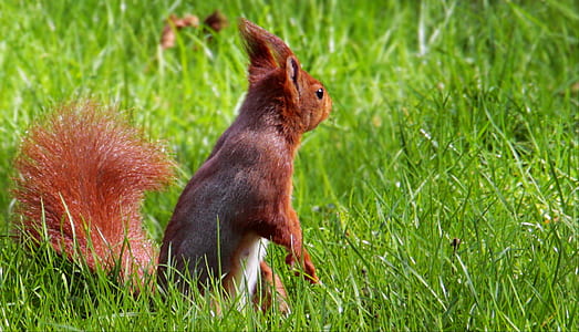 brown squirrel thumbnail