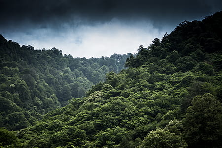 mountain covered by green trees under grey clouds thumbnail