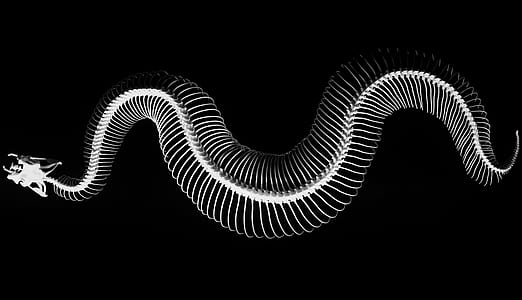 anaconda skeletal system thumbnail