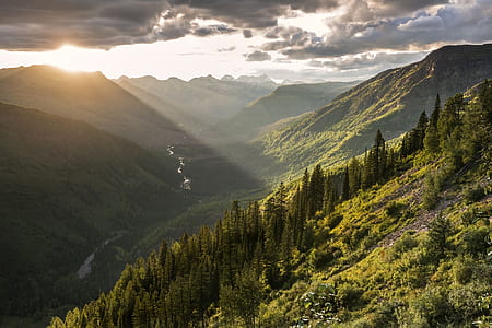 aerial photography of green forest trees thumbnail