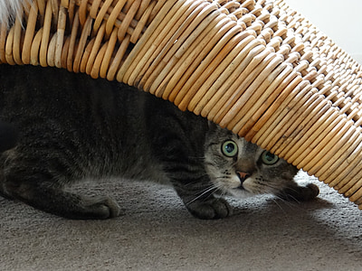 gray cat hiding under brown wicker furniture thumbnail