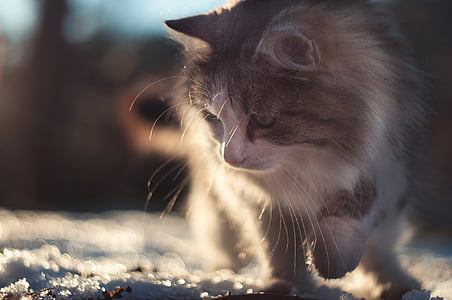 selective focus photograph of gray and white furred cat walking on snow thumbnail
