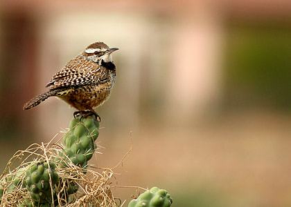 depth of field photography of brown bird thumbnail