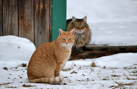 orange Tabby cat near brown wooden wall thumbnail