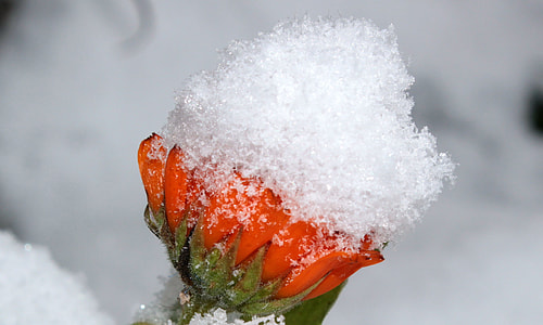 Marigold, Calendula Officinalis thumbnail