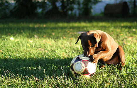 brown American pit bull terrier near white and red soccer ball on grass field thumbnail