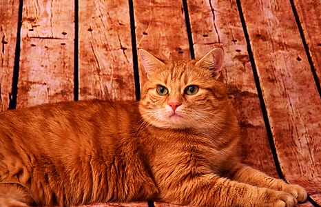 orange tabby cat on pallet surface thumbnail