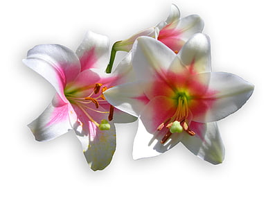 three white-and-pink hibiscus flowers thumbnail