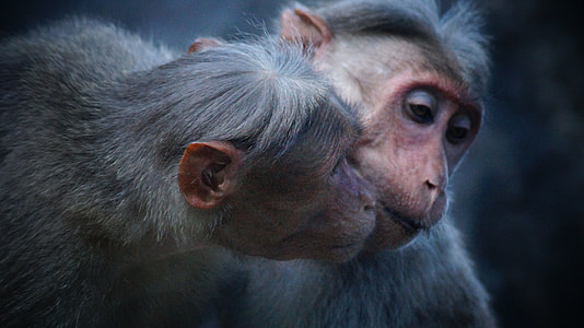 two primates in close up photography thumbnail