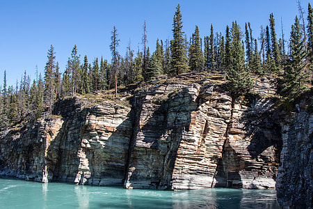 pine trees near body of water thumbnail