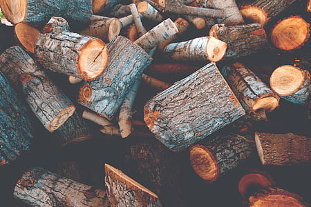 file of brown tree trunk thumbnail