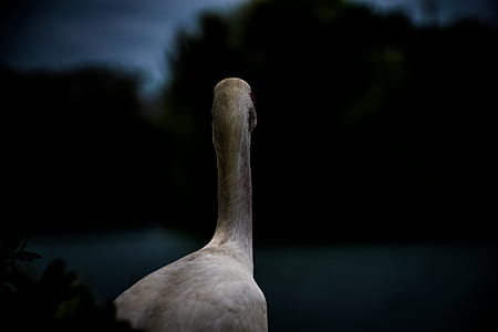 selective focus photo of swan thumbnail