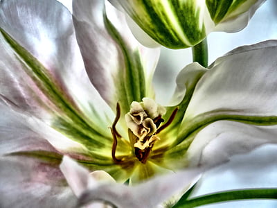 close up photography of white and green tulip flowers thumbnail