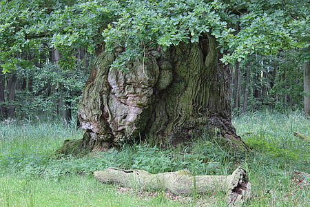 green leafed tree during daytime thumbnail