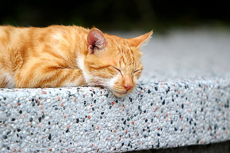 orange tabby cat thumbnail