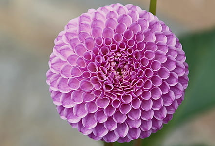 selective focus photography of pink dahlia flower thumbnail