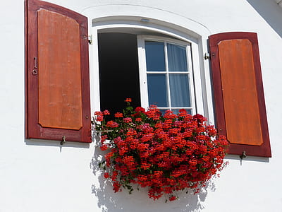 red petaled flowers on opened window thumbnail