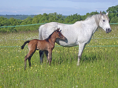 white horse and brown kid standing on flower field during daytime thumbnail
