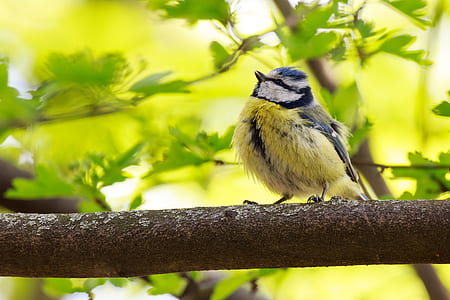 jay bird on tree branch thumbnail