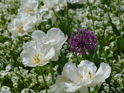 white and purple blooming flowers thumbnail
