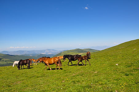horses standing on grass field during the day thumbnail