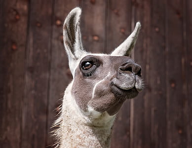 close-up photography of white and brown donkey thumbnail
