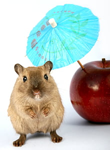 brown rodent beside red apple thumbnail