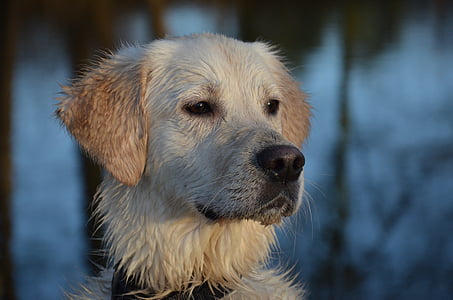 shallow focus photo of white dog during daytime thumbnail