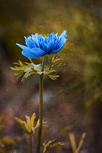 blue peony flower closeup photography thumbnail