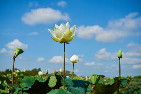 white lotus flower in bloom at daytime thumbnail