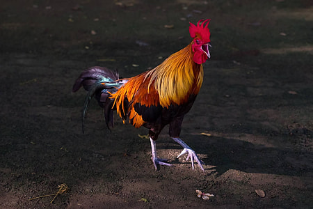 yellow and black rooster thumbnail