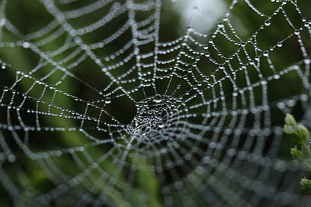 macro shot photo of water dew on cobweb thumbnail