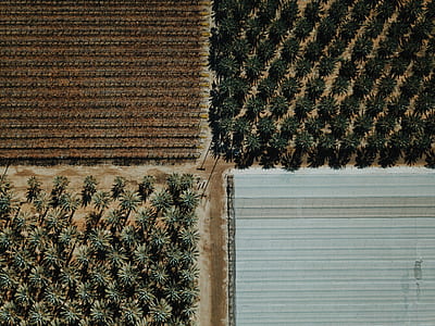 aerial photography of plantations thumbnail