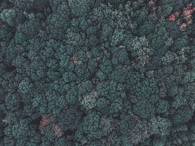 Bird's Eye View Of Trees thumbnail