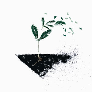 green leafed plant digital wallpaper thumbnail