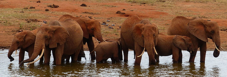 elephants in water near land thumbnail