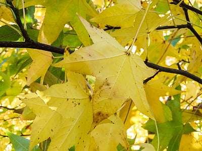yellow maple leaf thumbnail