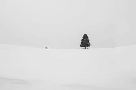 lone tree in the middle of snow field thumbnail