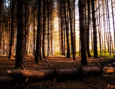 bare tree forest during daytime thumbnail