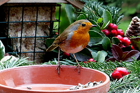 focused photo of orange and brown bird perched on brown bowl thumbnail