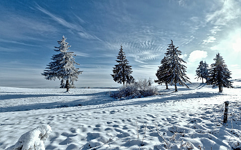 green trees filled of snow under white cloud blue skies thumbnail