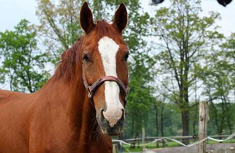 brown and white horse near trees thumbnail