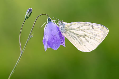 white moth on purple petaled flower close-up photo thumbnail
