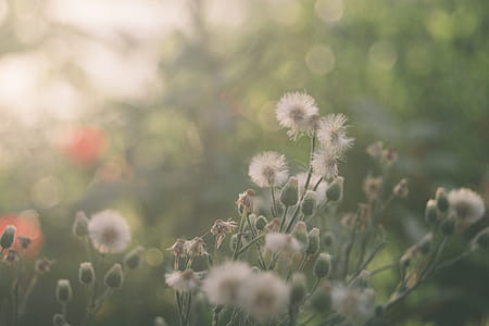 Dandelions in Close Up Photography thumbnail
