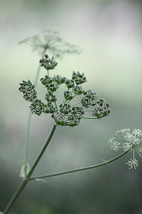 bokeh photography of green flower thumbnail