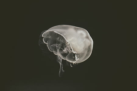 white jellyfish thumbnail